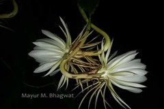 Epiphyllum oxypetalum
